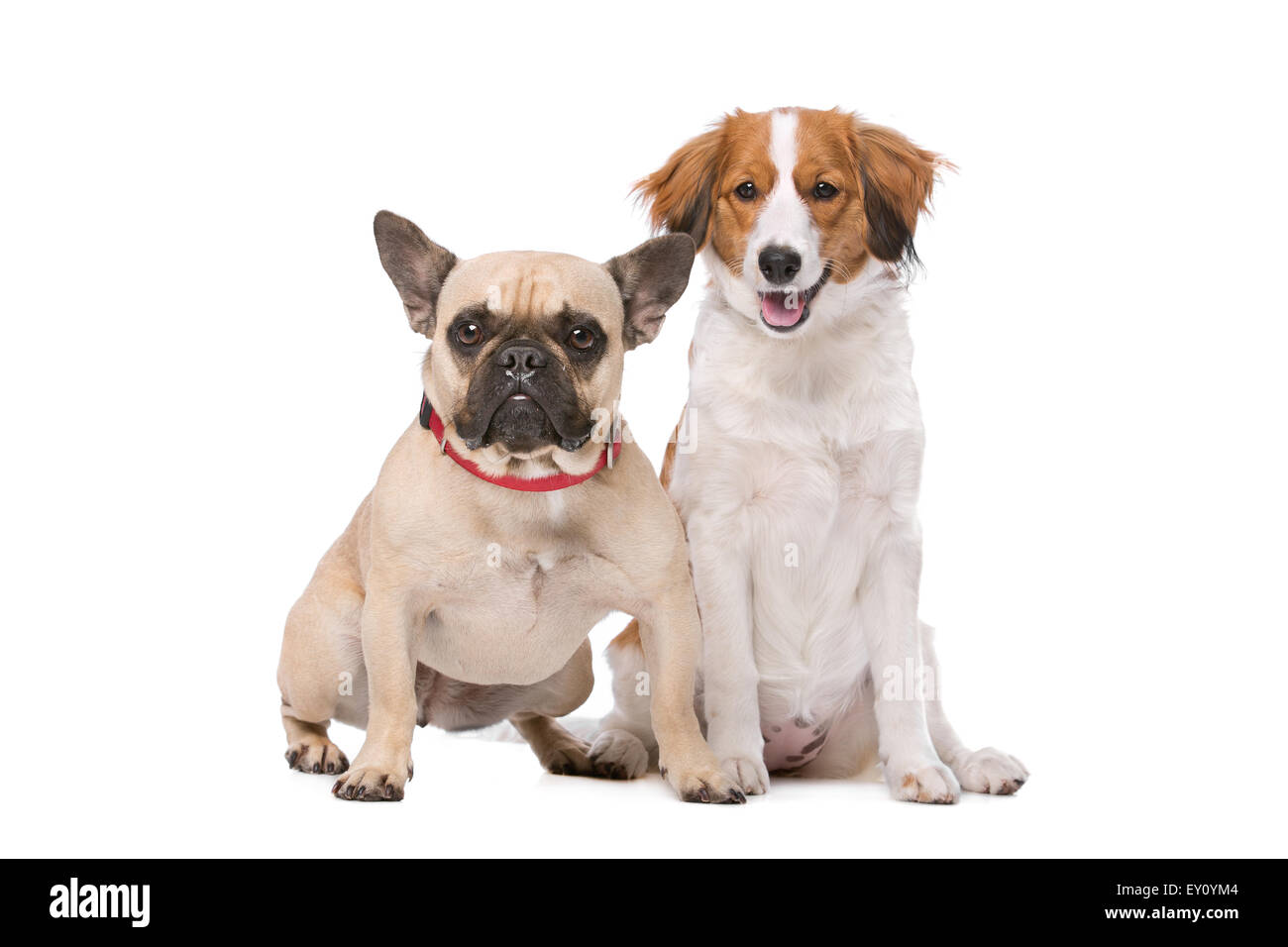 Französische Bulldogge und ein Kooikerhund vor einem weißen Hintergrund Stockfoto