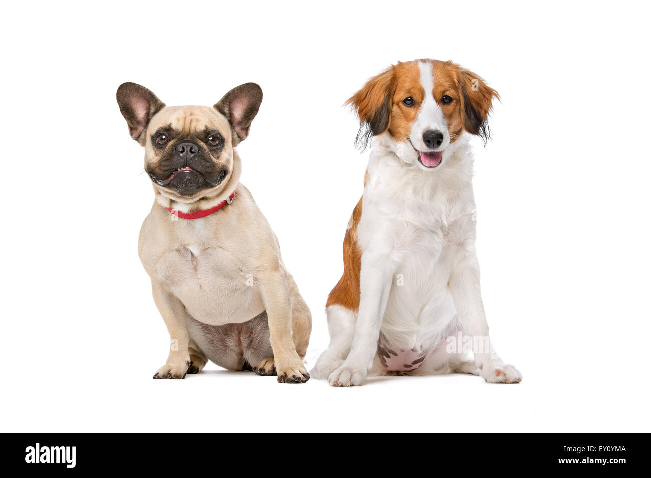 Französische Bulldogge und ein Kooikerhund vor einem weißen Hintergrund Stockfoto