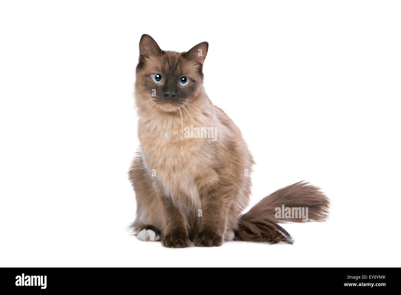 Ragdoll Katze vor einem weißen Hintergrund Stockfoto