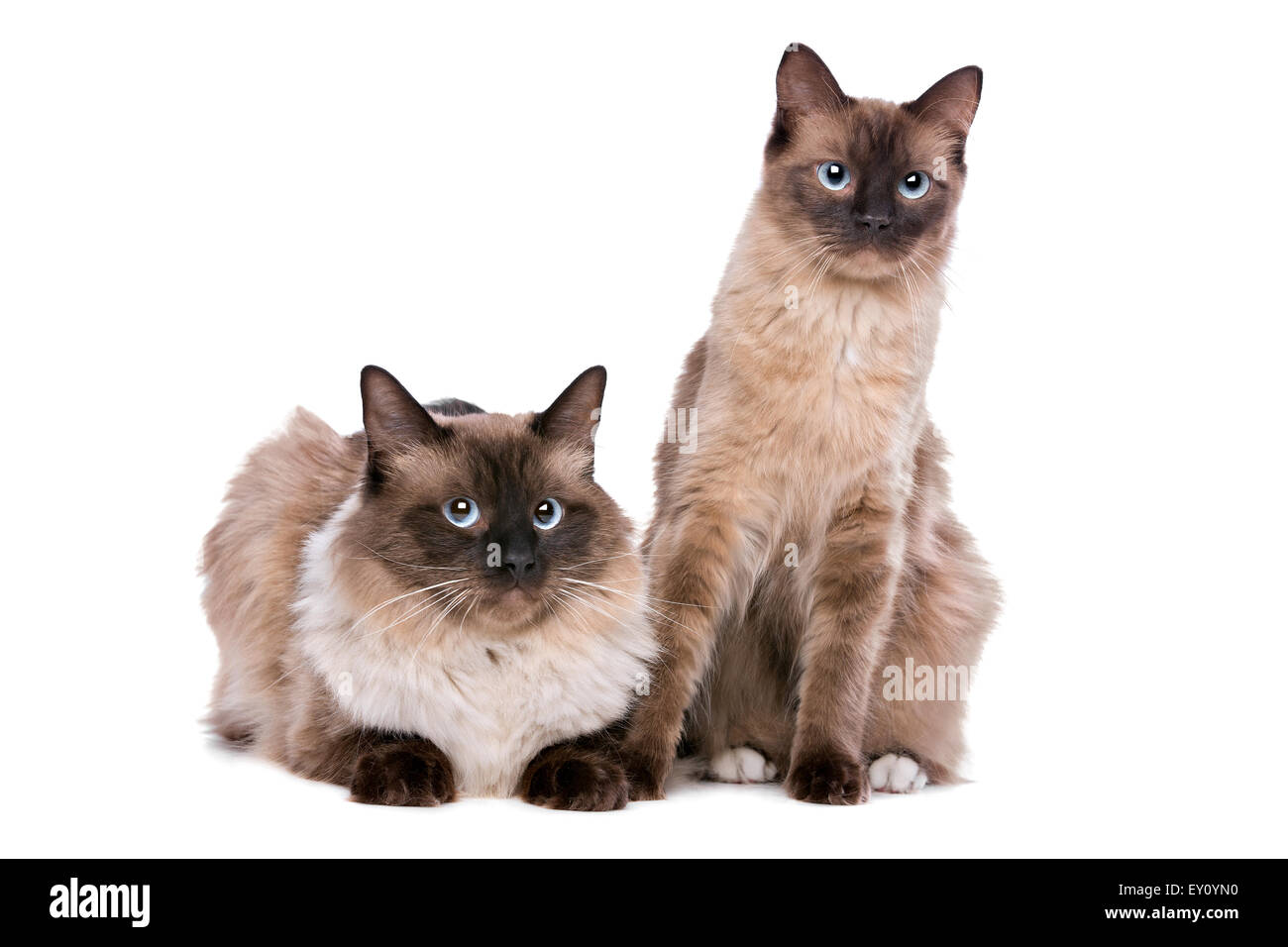 Zwei Ragdollkatzen vor einem weißen Hintergrund Stockfoto