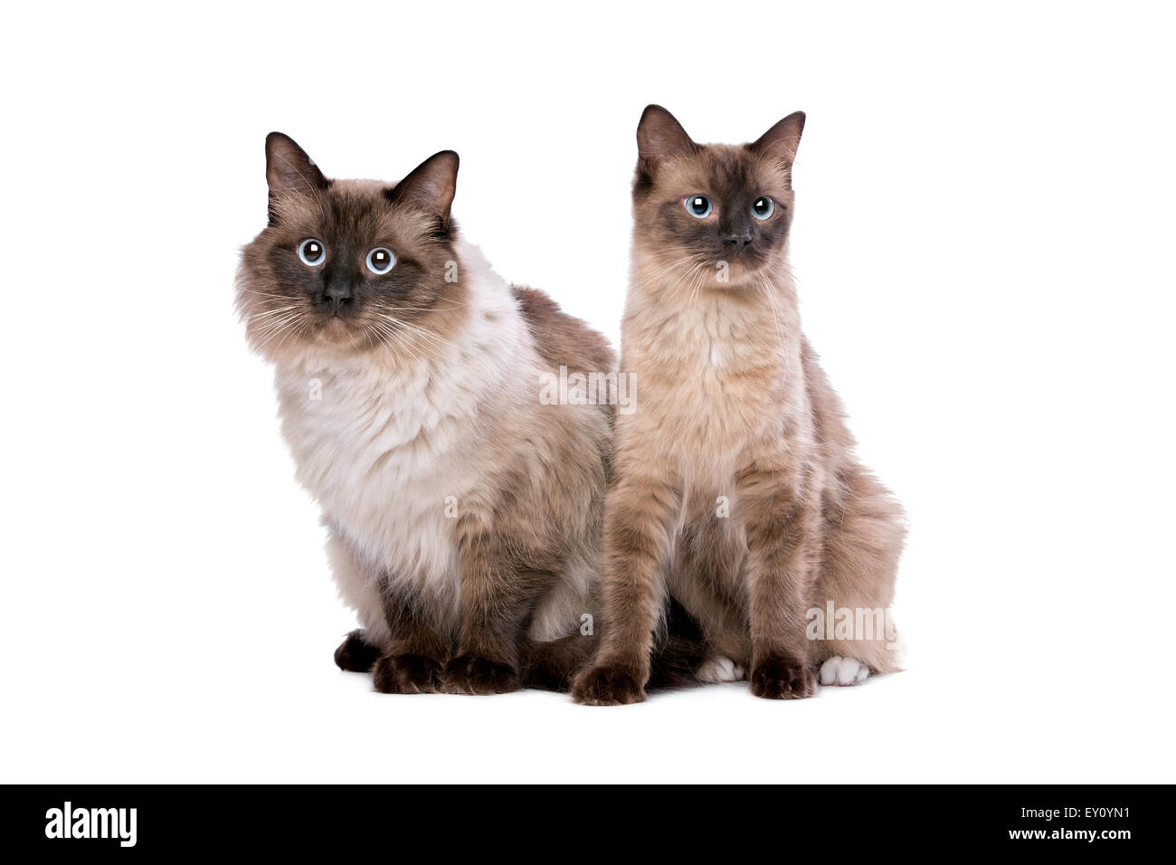 Zwei Ragdollkatzen vor einem weißen Hintergrund Stockfoto