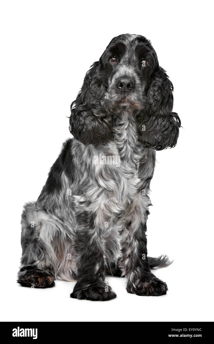 Dark blue Roan Cocker Spaniel vor einem weißen Hintergrund Stockfoto