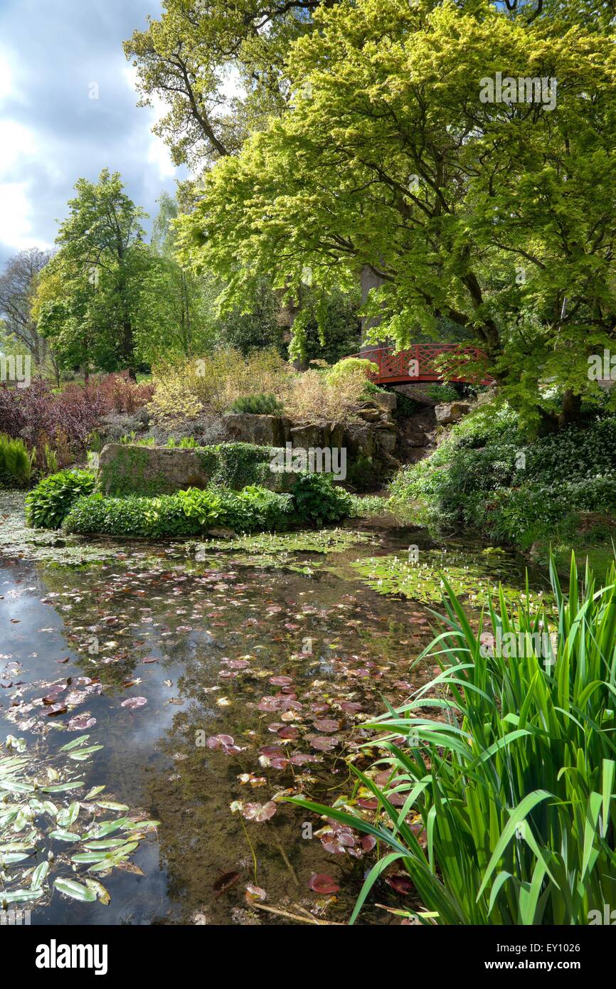 Chinesische Wassergarten mit Brücke, England. Stockfoto