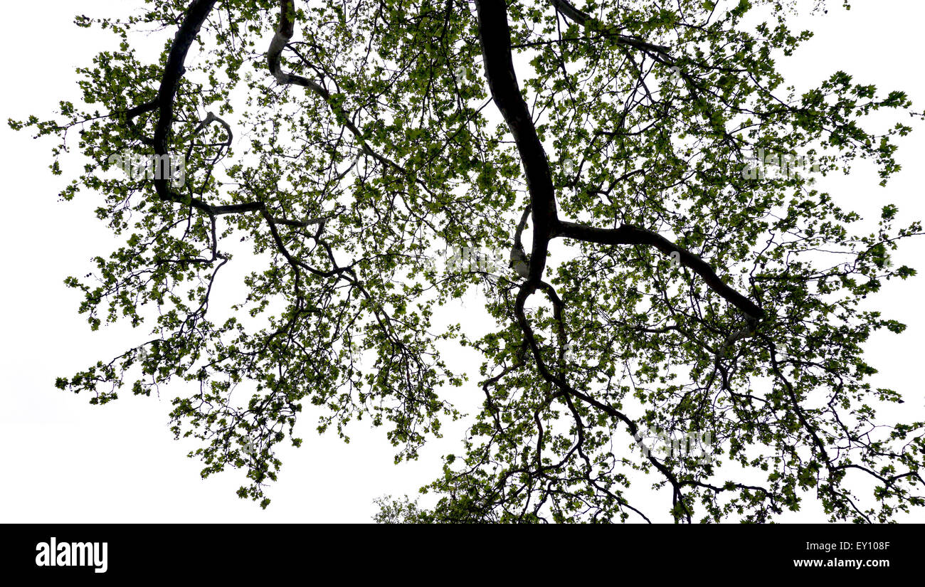 Ahorn Baum Silhouette im park Stockfoto