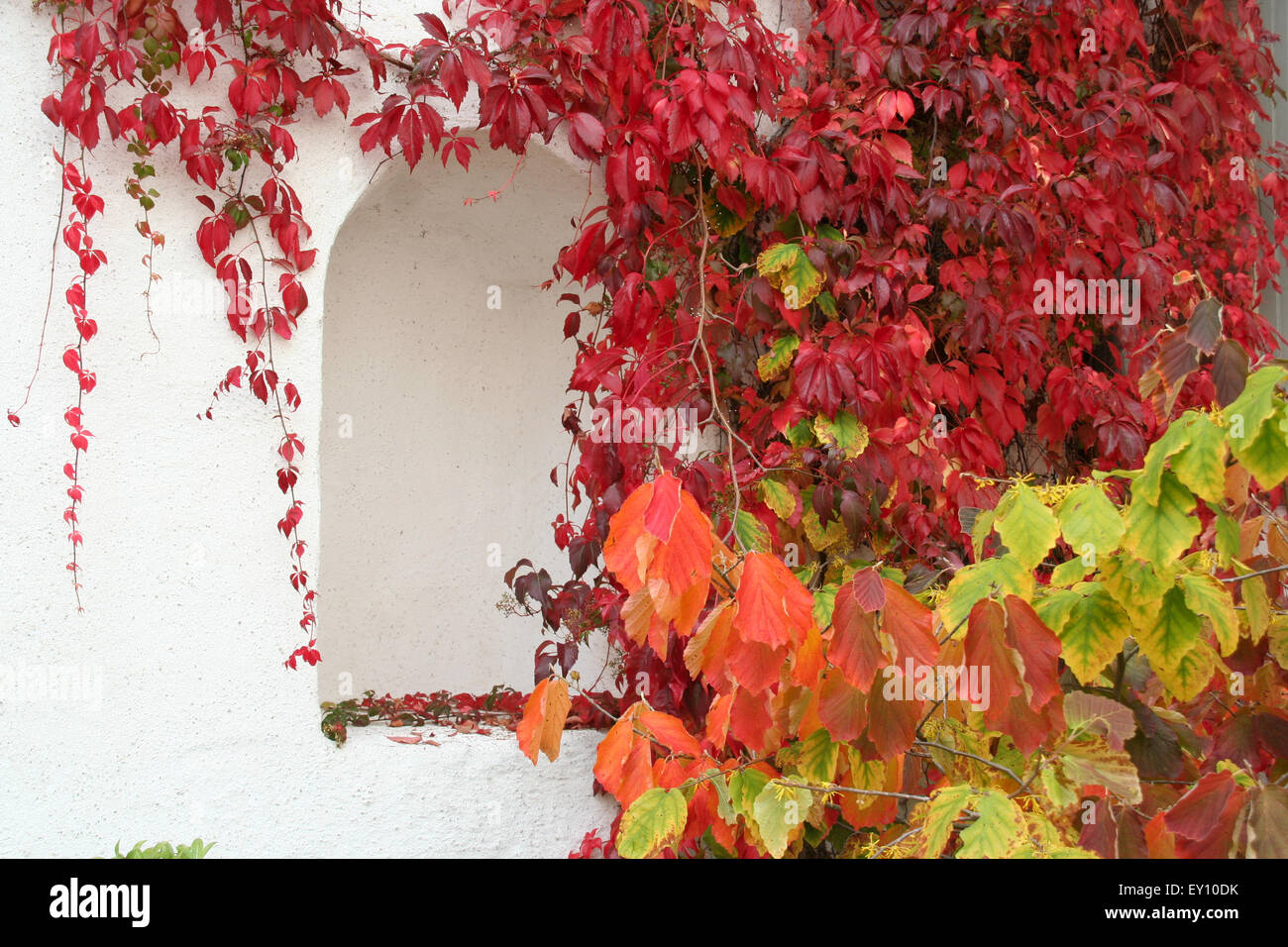 Rote und gelbe Reben Schleifen auf weiße Wand, Clervaux, Luxemburg. Stockfoto