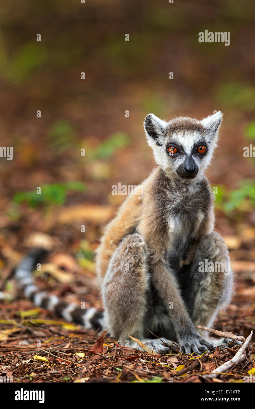 Katta im Berenty Reserve, Madagaskar. Stockfoto
