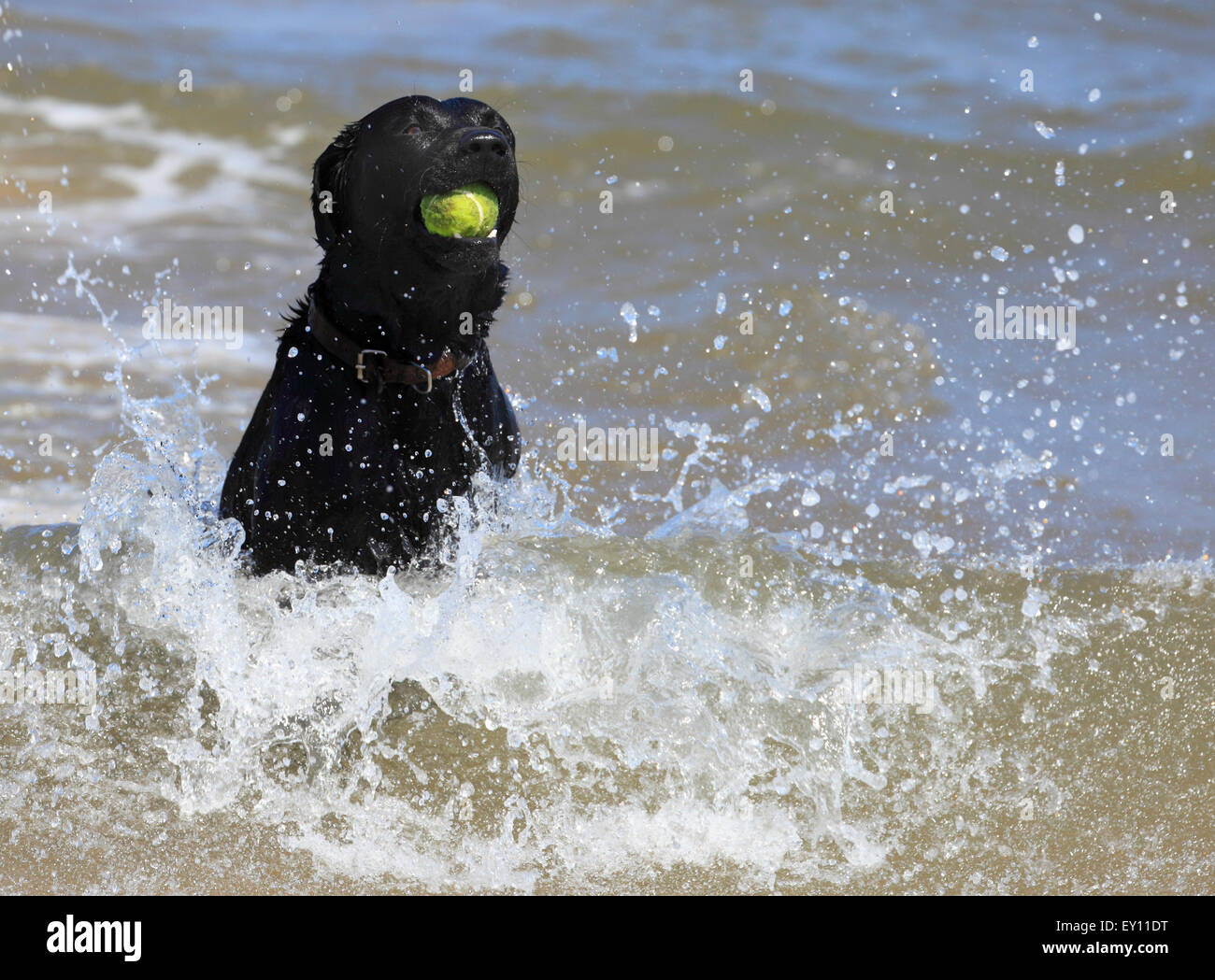 Schwarze Labrador Hund läuft aus dem Meer mit einer Kugel in den Mund. Stockfoto