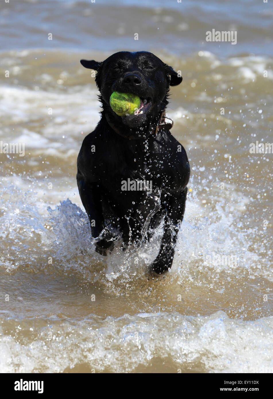 Schwarze Labrador Hund läuft aus dem Meer mit einer Kugel in den Mund. Stockfoto