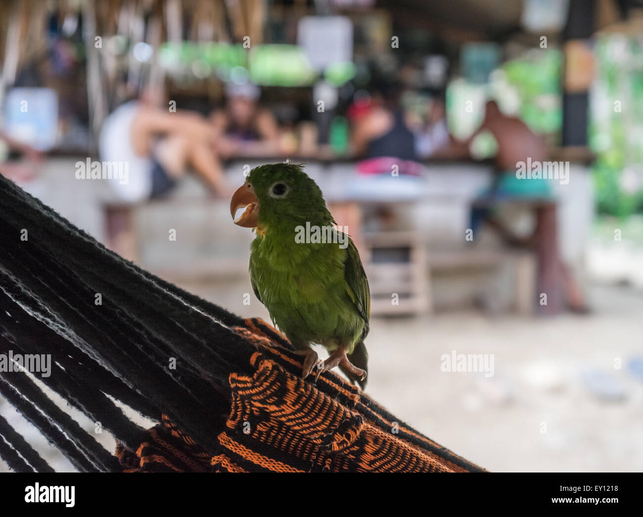 Ein kolumbianische Papagei hängt eine Hängematte in der Nähe von der karibischen Küste, Süd-Amerika. Stockfoto