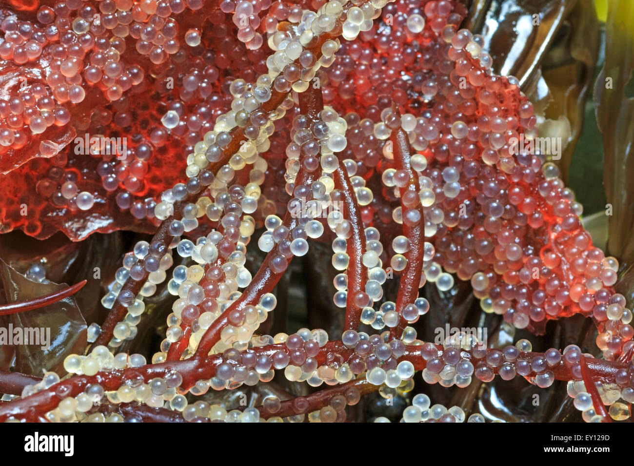 Pazifische Hering (Clupea Pallasii) Eiern auf rot-Spaghetti-Algen (Gracilariopsis) und türkische Handtuch Algen (Condracanthus), Nanaimo Stockfoto