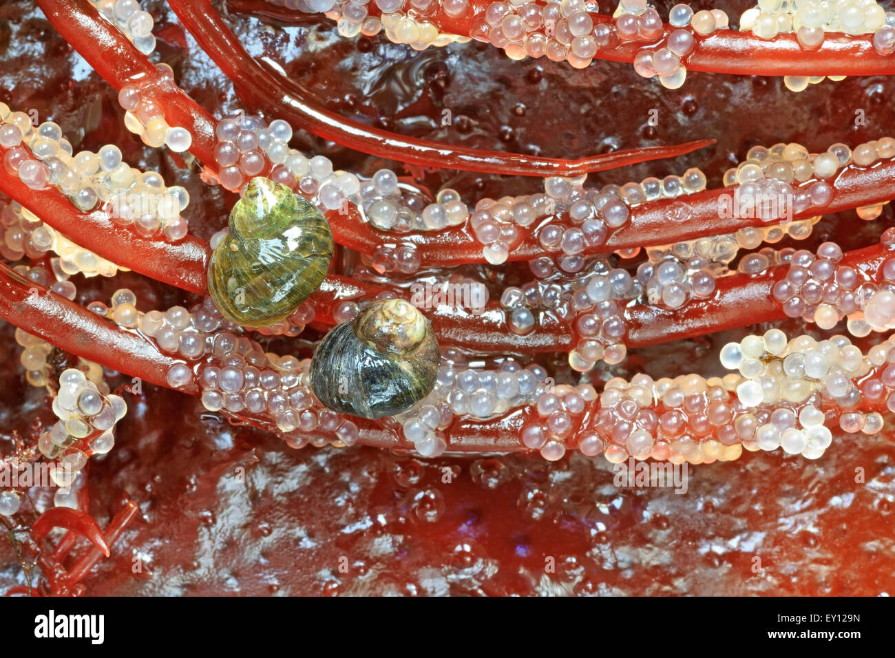 Schnecken ernähren sich von pazifischen Hering (Clupea Pallasii) Eiern gelegt auf Spaghetti Rot Algen (Gracilariopsis), Nanaimo, Vancouver Isla Stockfoto