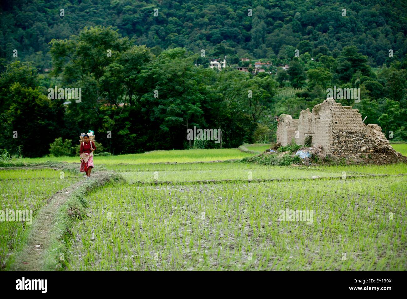 Lalitpur, Nepal. 19. Juli 2015. Eine Frau kommt in die Reisfeld am Khokana, Lalitpur, Nepal, 19. Juli 2015. Die Menschen begannen Reis Plantage hier mit dem Beginn der Regenzeit. © Pratap Thapa/Xinhua/Alamy Live-Nachrichten Stockfoto