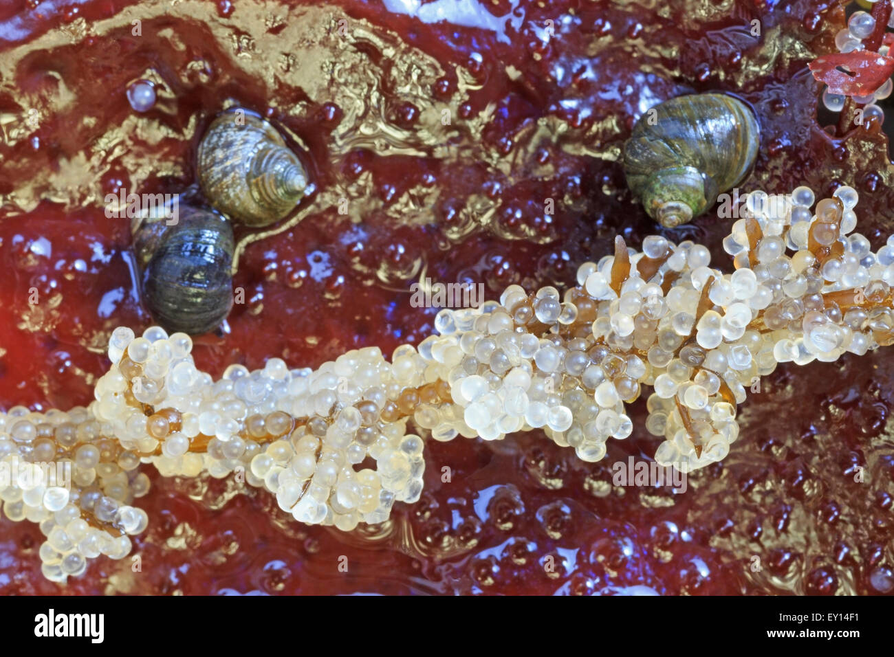 Schnecken und pazifischen Herring(Clupea pallasii) Eiern sitzen auf türkische Handtuch (Condracanthus) rote Algen, Nanaimo, Vancouver Island, Stockfoto