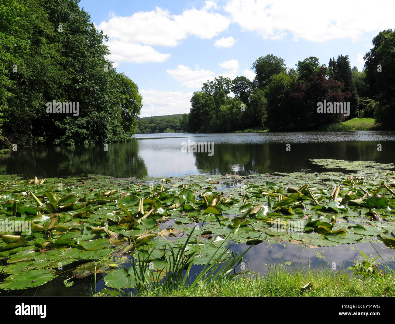 Lilien auf dem See an Harewood House, Nr Leeds, Yorkshire, Großbritannien Stockfoto