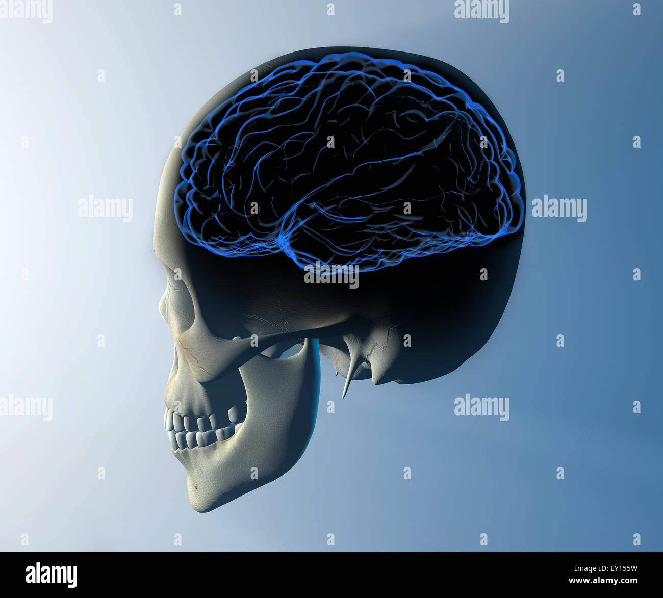 3D Schädel mit Gehirn isoliert auf blauem Hintergrund Stockfoto