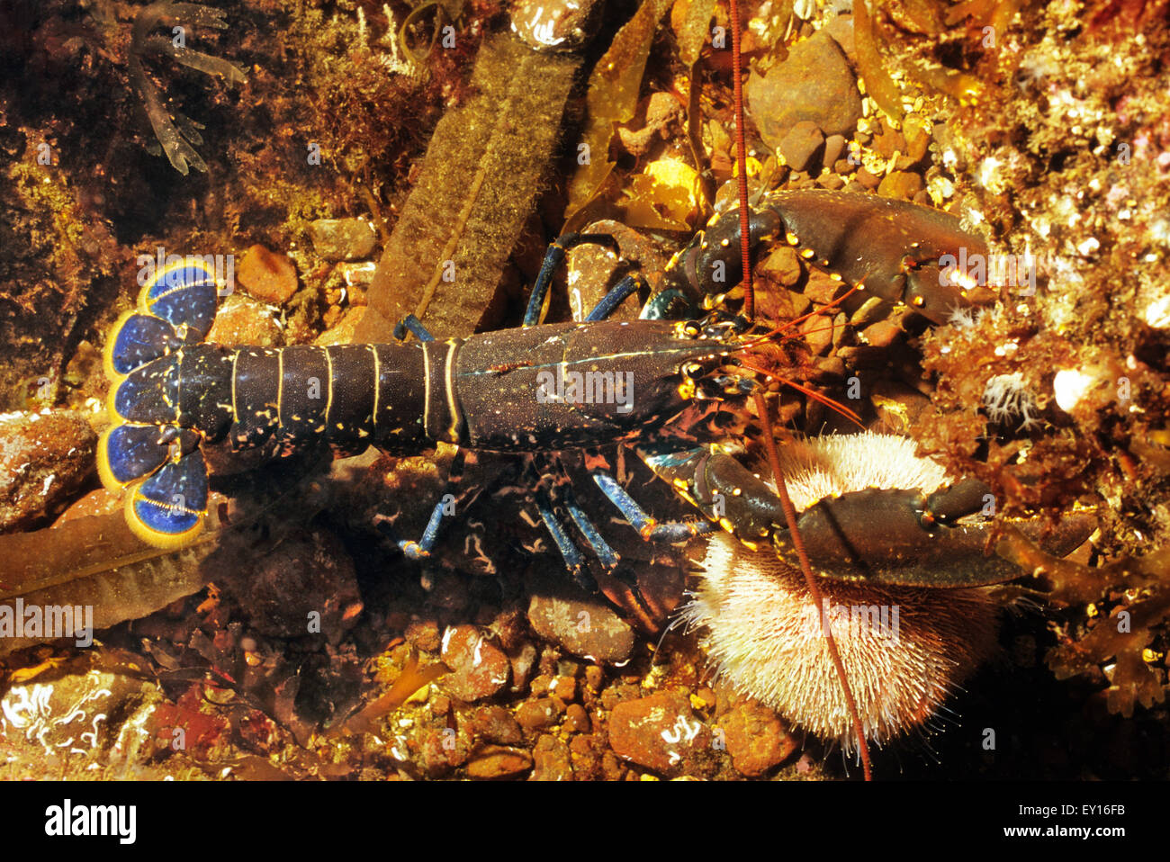 Erstaunliche Farben Auf Diesem Gemeinen Hummer Stockfotos Und Bilder Kaufen Alamy