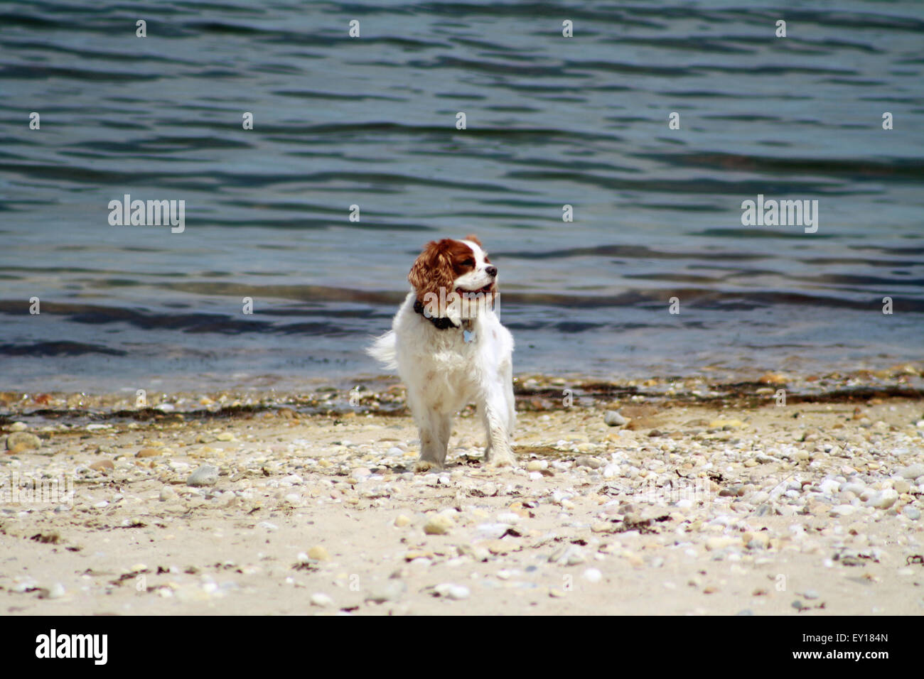Cavalier King Charles Spaniel Hund (Erwachsene) stehen am Strand Gardiners Bucht Long Island New York Stockfoto