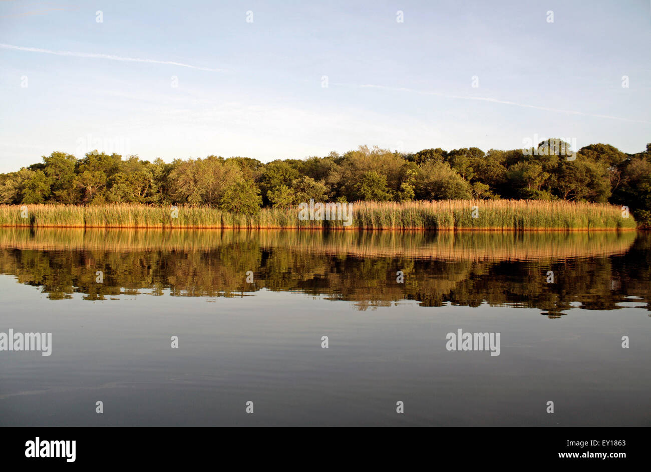 Spiegelbild Reflexion der Baum gesäumten Ufer entlang Peconic Fluss Riverhead New York North Fork Ostende Stockfoto