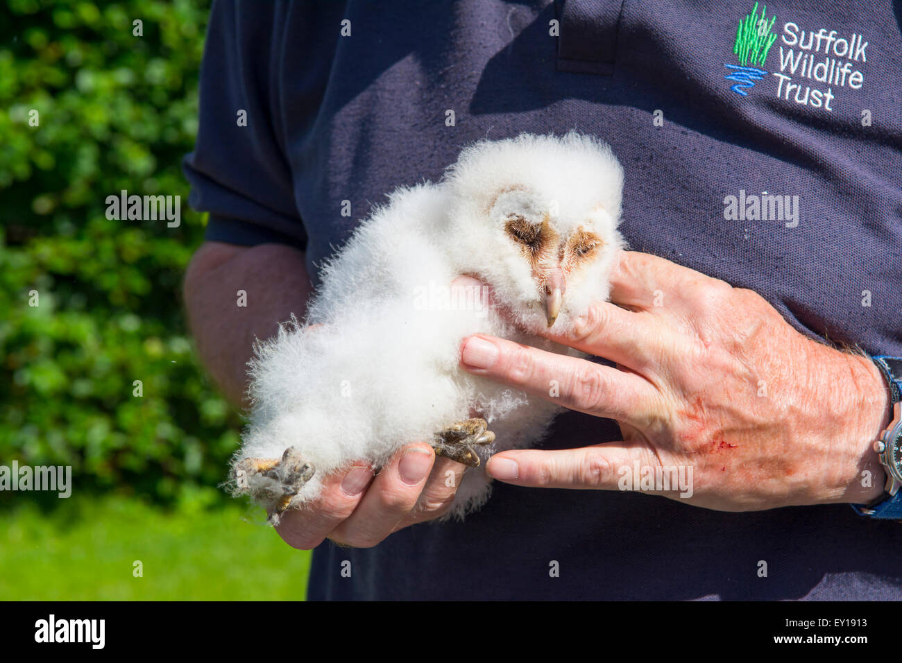 Ein Mann hält eine junge Schleiereule (Tyto Alba)-Küken nach dem Sammeln von einer nächsten Box für Suffolk Wildlife Trust zu studieren Stockfoto