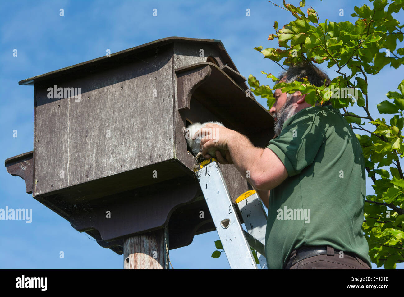 Ein Mann sammelt Schleiereule (Tyto Alba) Küken aus einem Nistkasten ring sie, Daten zu sammeln und dazu beitragen, künftige Überwachung. Stockfoto