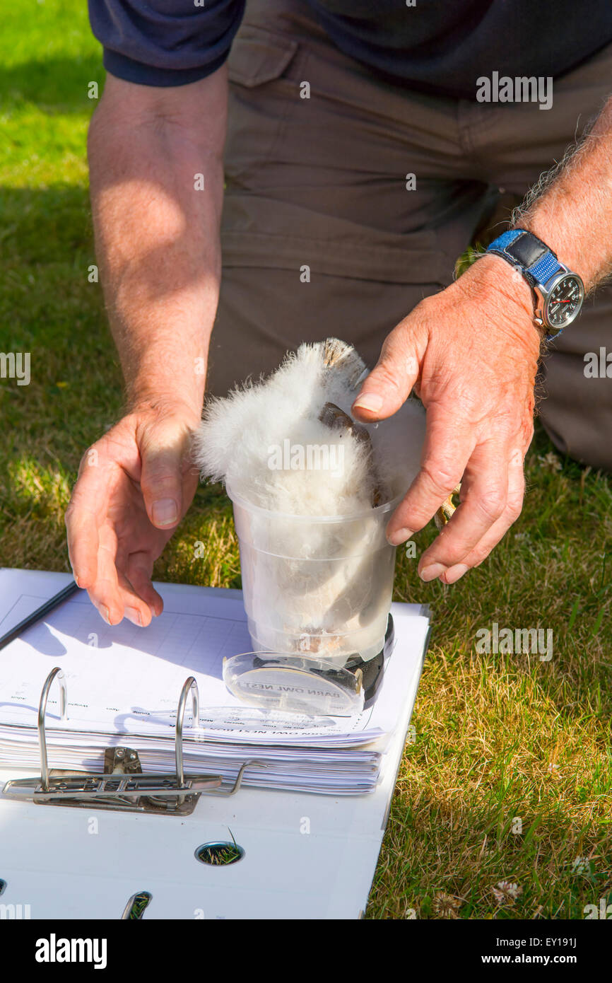 Ein Mann sammelt Informationen über eine Schleiereule Küken. Hier wurde es in einen Topf zum Wiegen gelegt Stockfoto