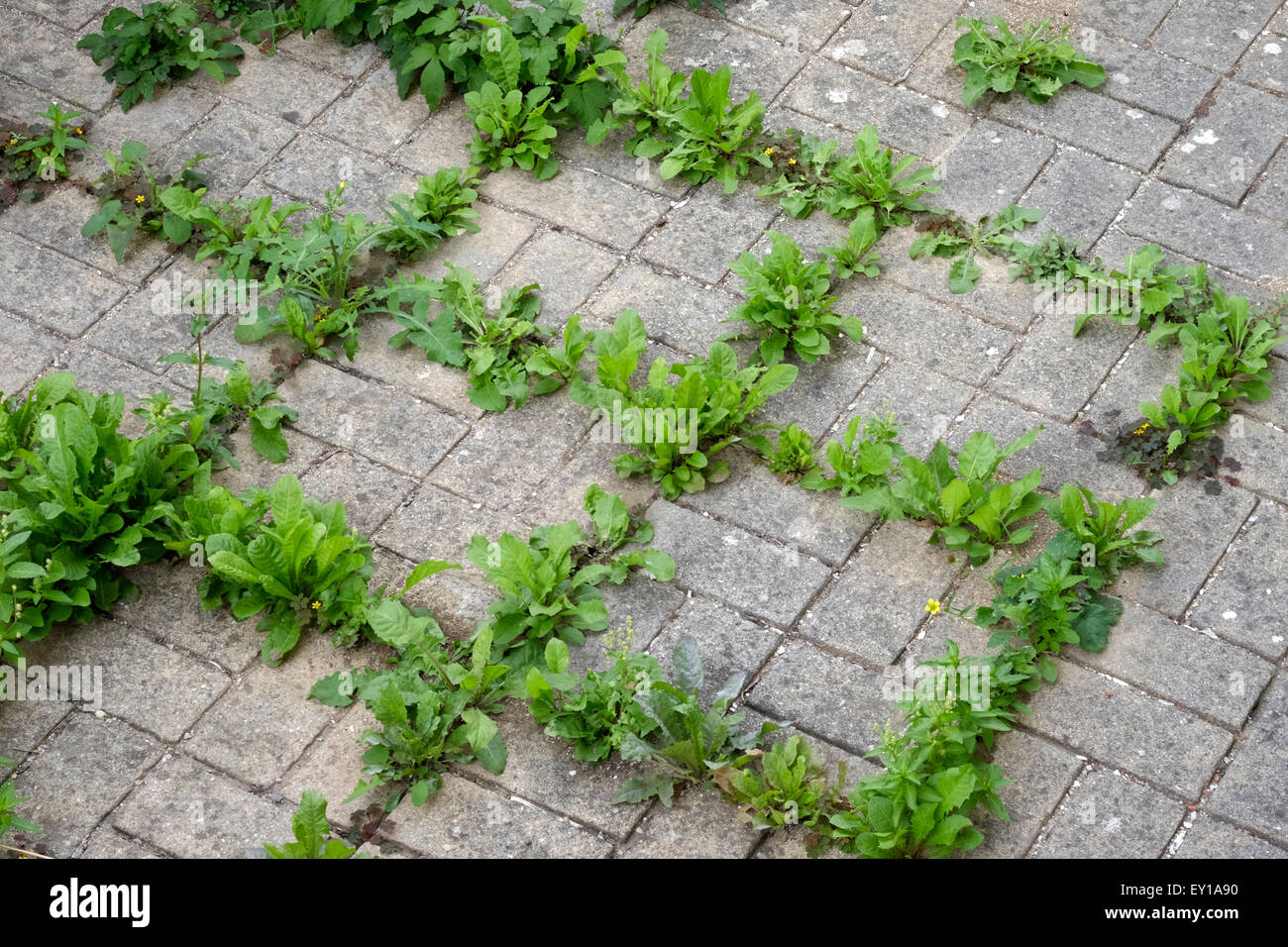 Unkraut wächst durch die Spalten zwischen den Platten in einem Garten zu bilden perfekte Quadrate Stockfoto