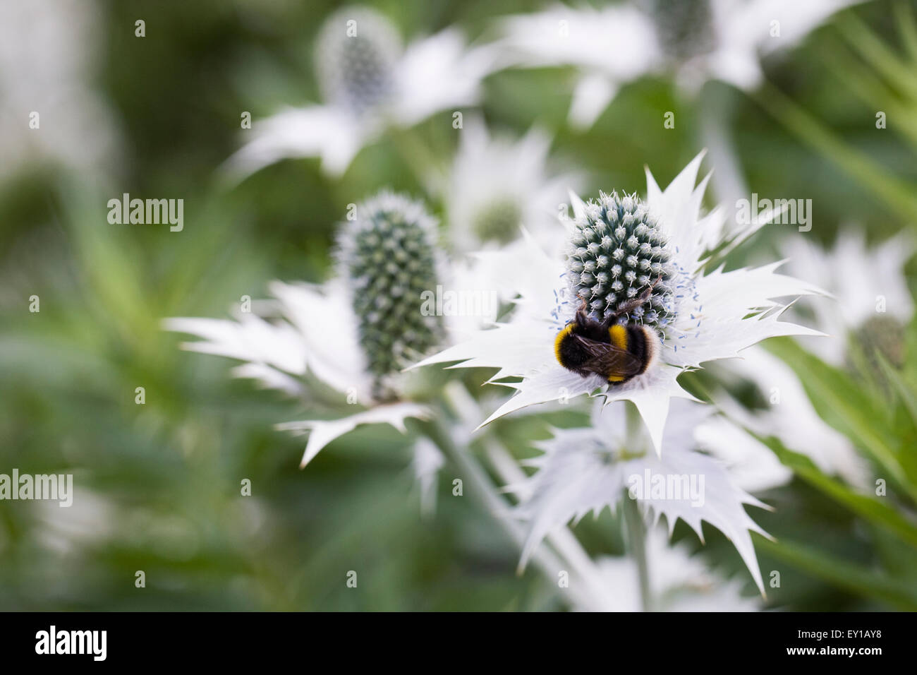 Hummel auf Eryngium Giganteum "Silver Ghost". Stockfoto