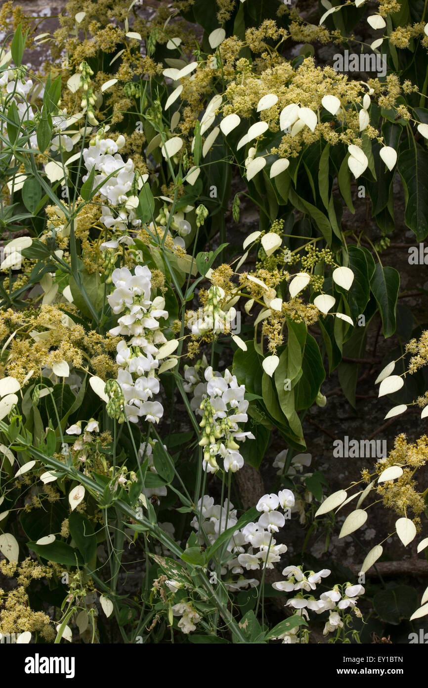 Weiße Blüten von Lathyrus Latifolius 'White Pearl' Klettern durch die holzigen Immergrün, Schizophragma integrifolium Stockfoto