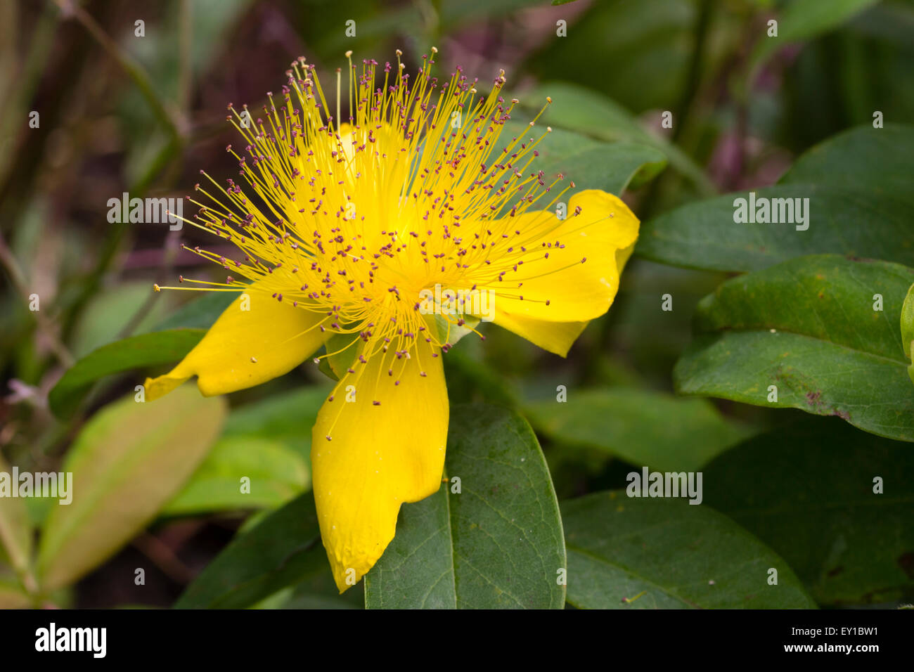 Attraktive gelbe Blüten der Rose von Sharon, Hypericum Calycinum, ein Boden-Belag-Strauch Stockfoto