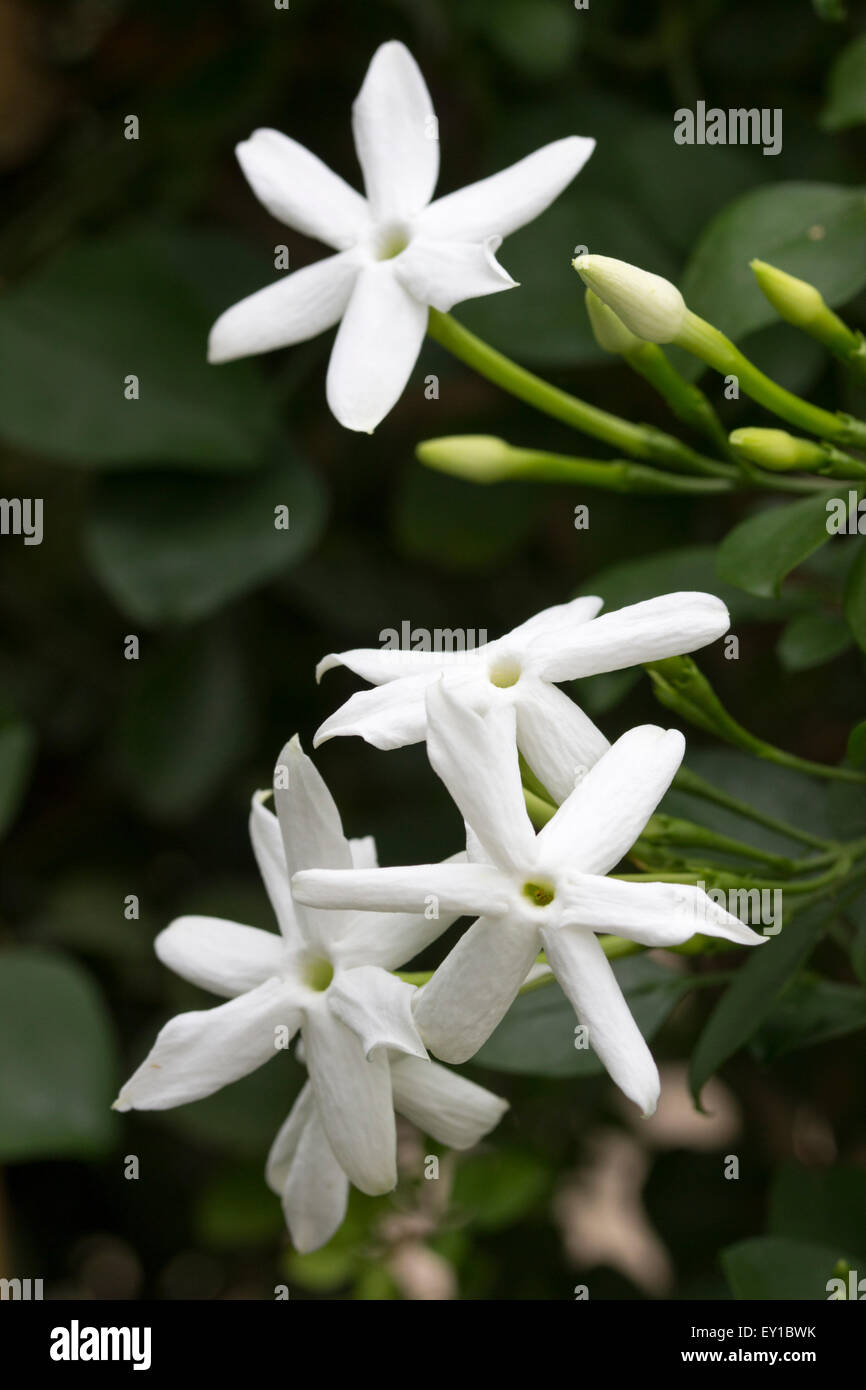 Duftende Blüten der Ausschreibung Madeira Rebsorten, Jasminum azoricum Stockfoto
