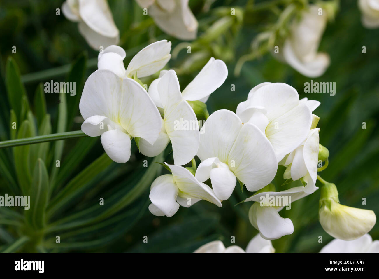 Reinweiße Blüten fo die mehrjährige Klettern Erbse Lathyrus Latifolius 'White Pearl' Stockfoto