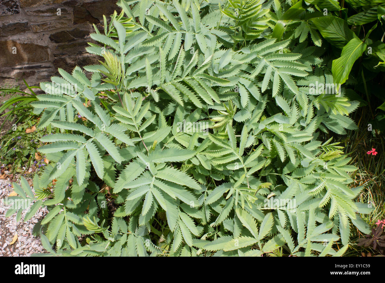 Zahnriemen, gefiedert, glaucous Laub der Staude, Melianthus großen Stockfoto