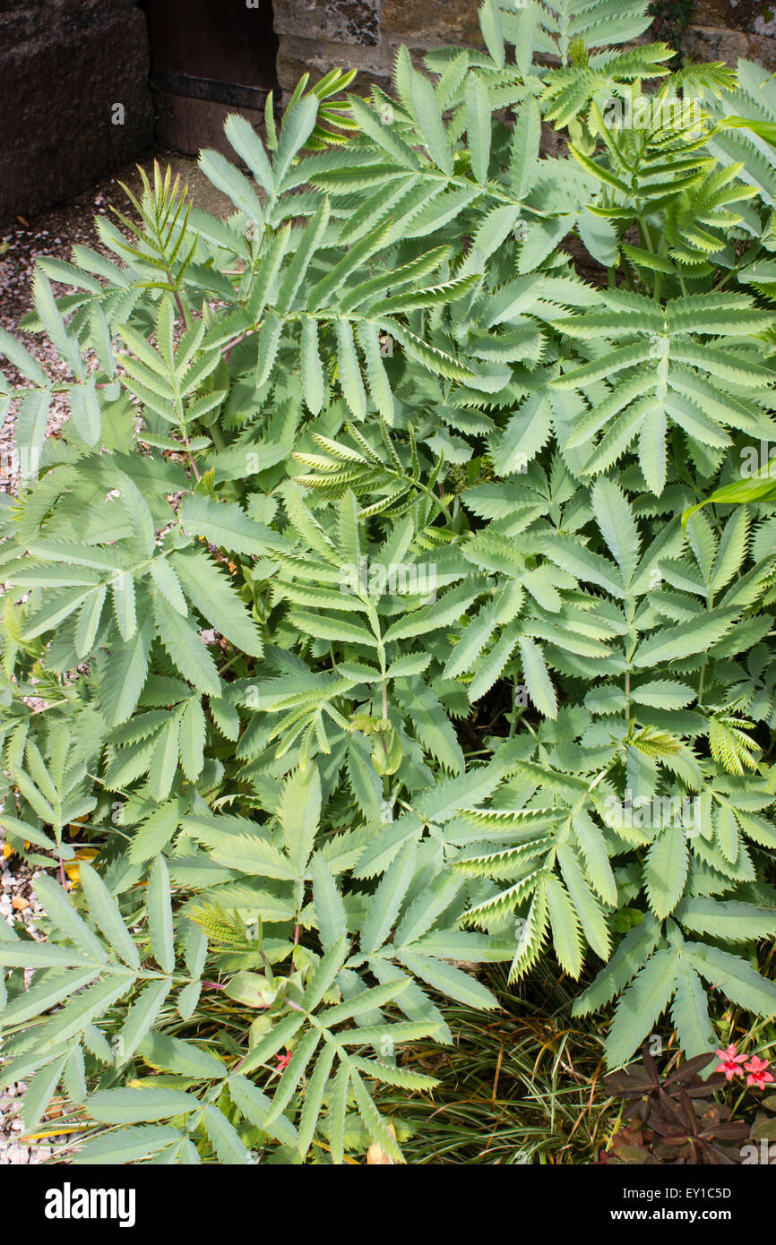 Zahnriemen, gefiedert, glaucous Laub der Staude, Melianthus großen Stockfoto