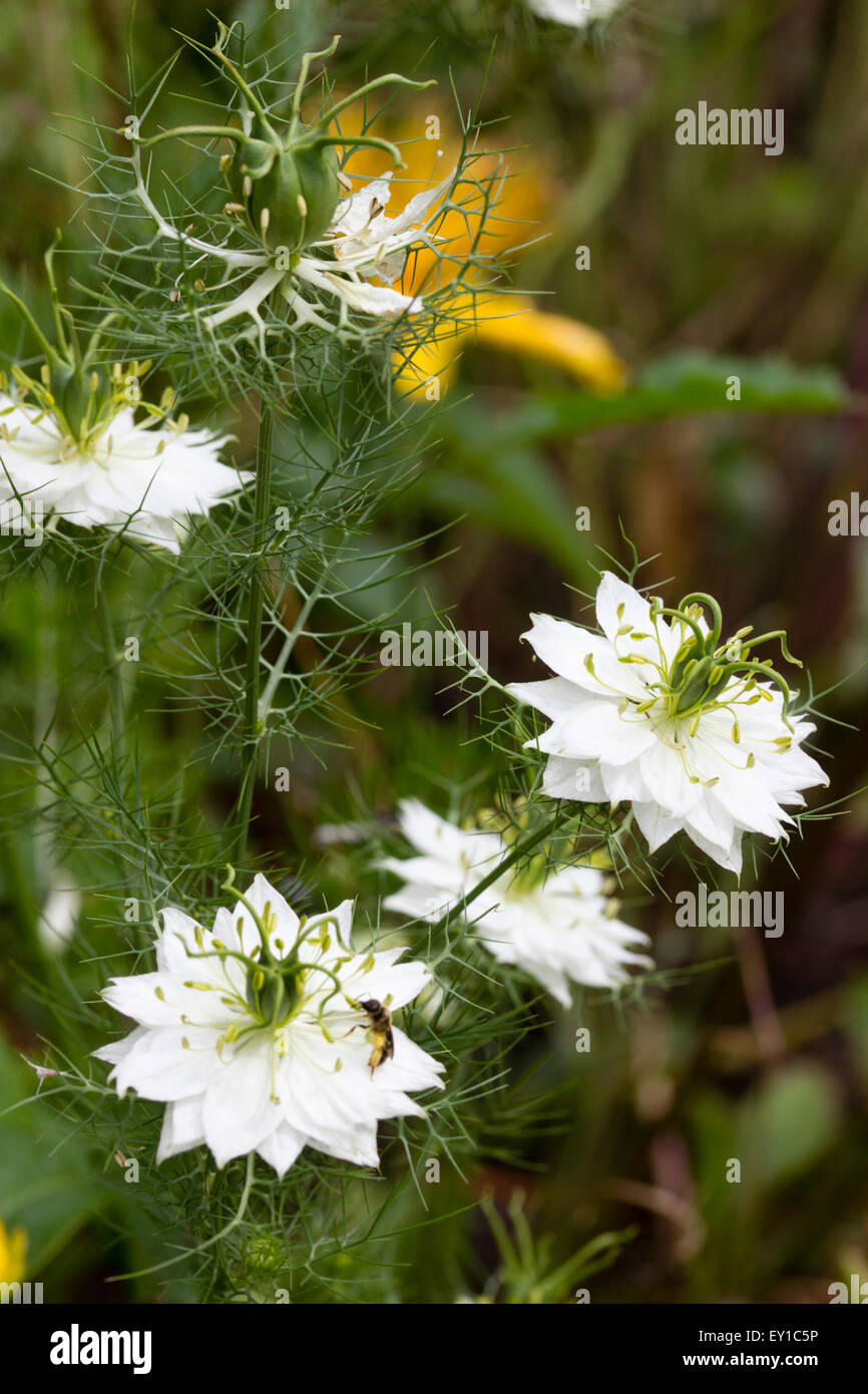 Doppelte weiße Blüten von hardy jährliche, Nigella Damascena 'Alba' Stockfoto