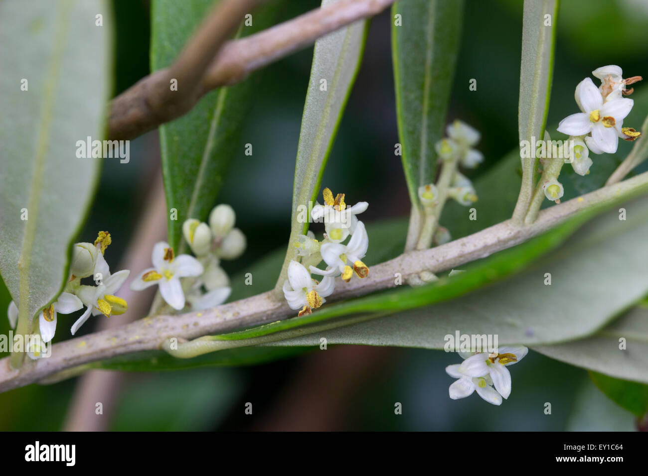 Juli Blumen inmitten der immergrünen Laub der Olive, Olea europaea Stockfoto