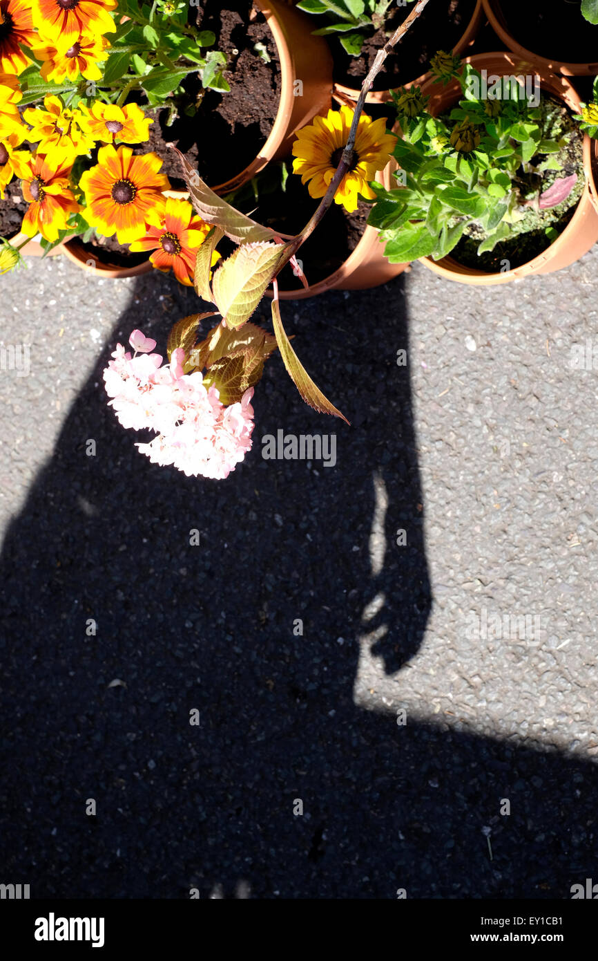 Ein Schatten eines Mannes eine Blumen in Columbia Road Blumenmarkt Stockfoto