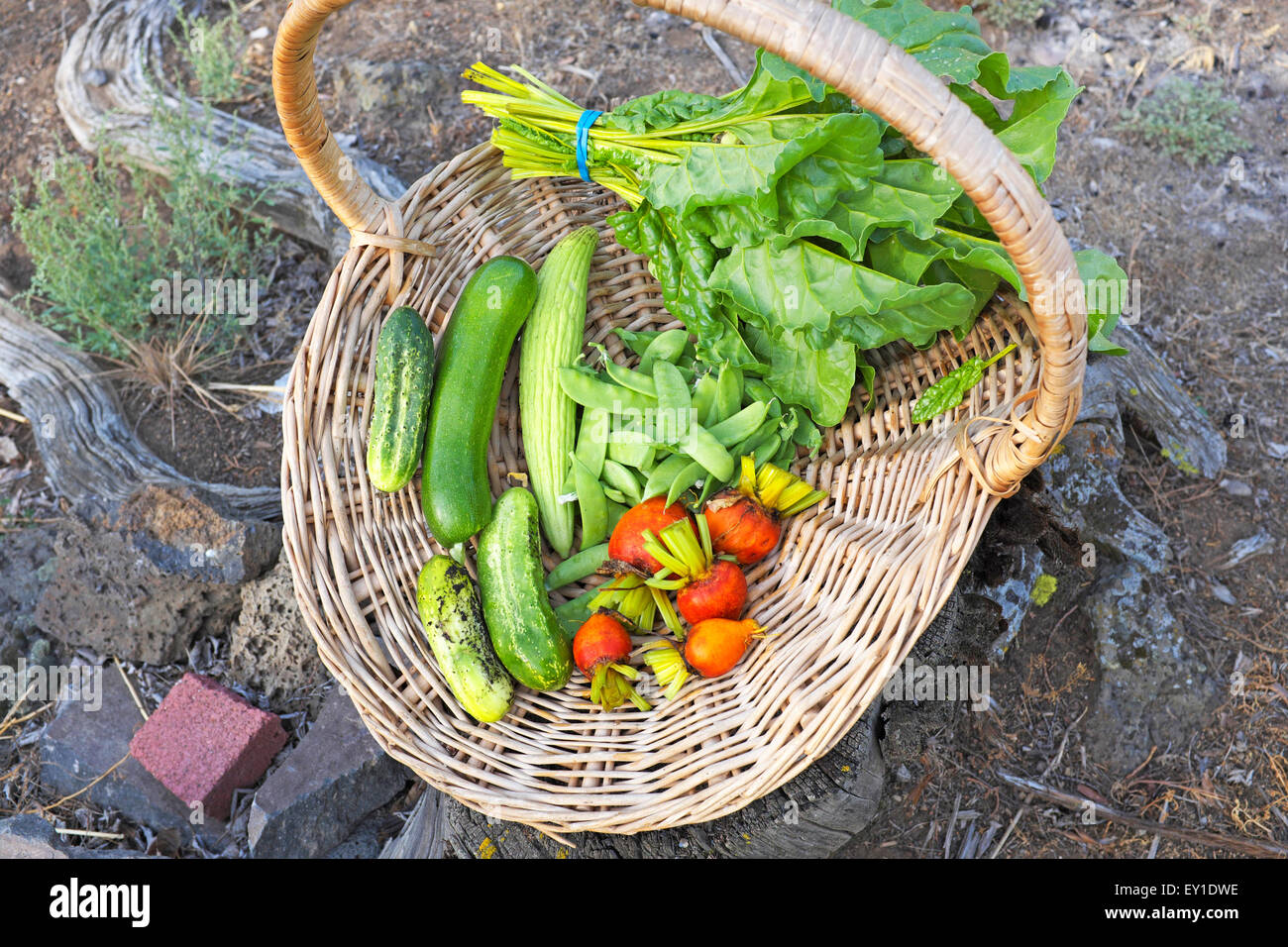 Ein Korb mit frischem Gartengemüse aus einer hohen Wüstengarten in Zentral-Oregon. Stockfoto