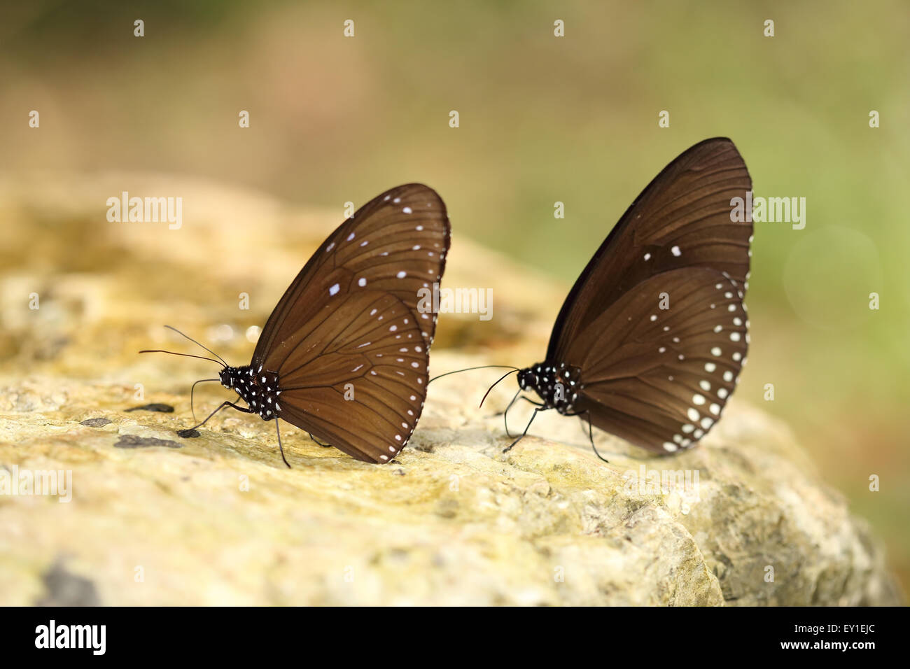 Gemeinsamen Indian Crow Schmetterling (Euploea Core Lucus) auf dem Stein Stockfoto