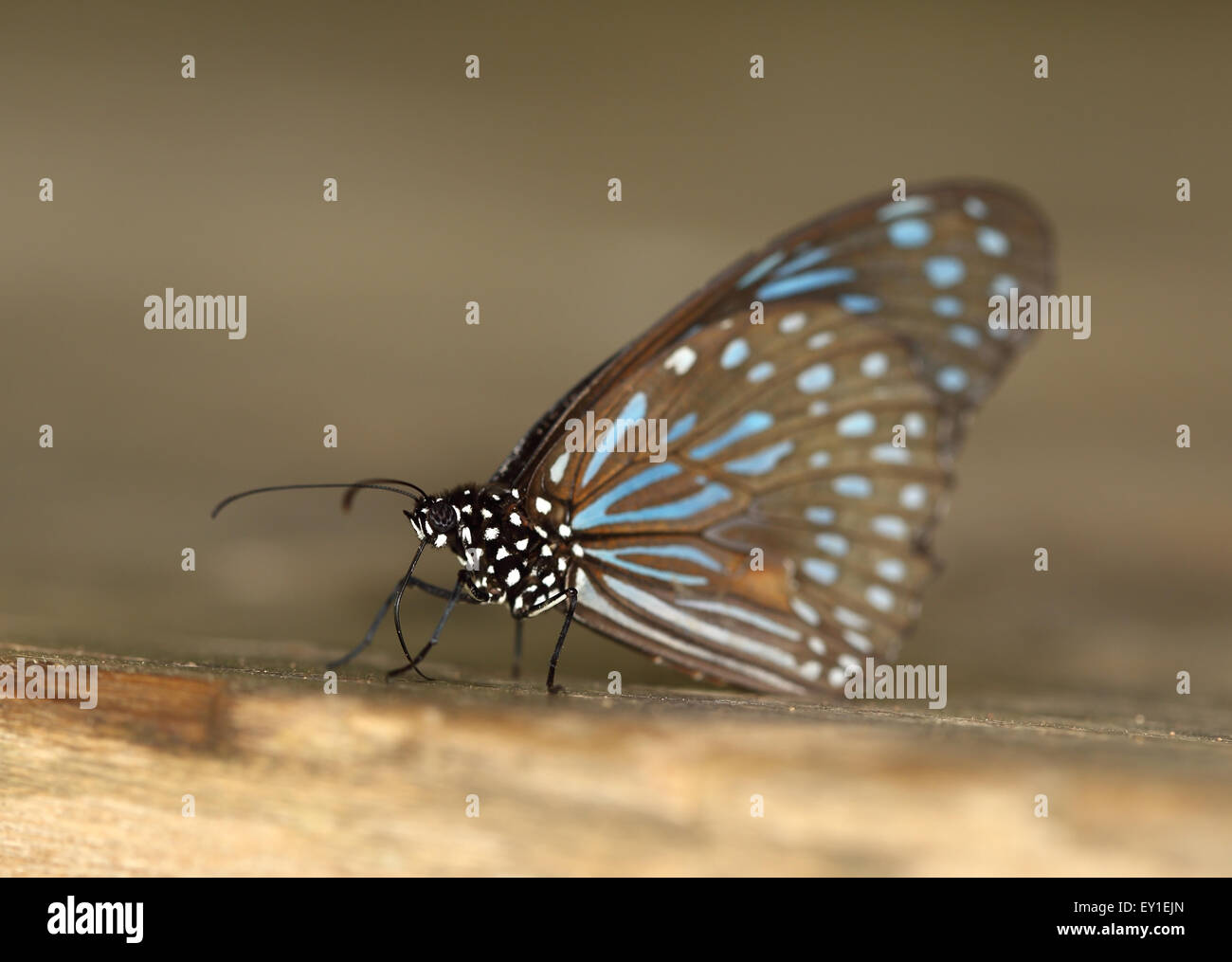 Dark Blue Tiger (Tirumala Septentrionis) auf Holz Stockfoto