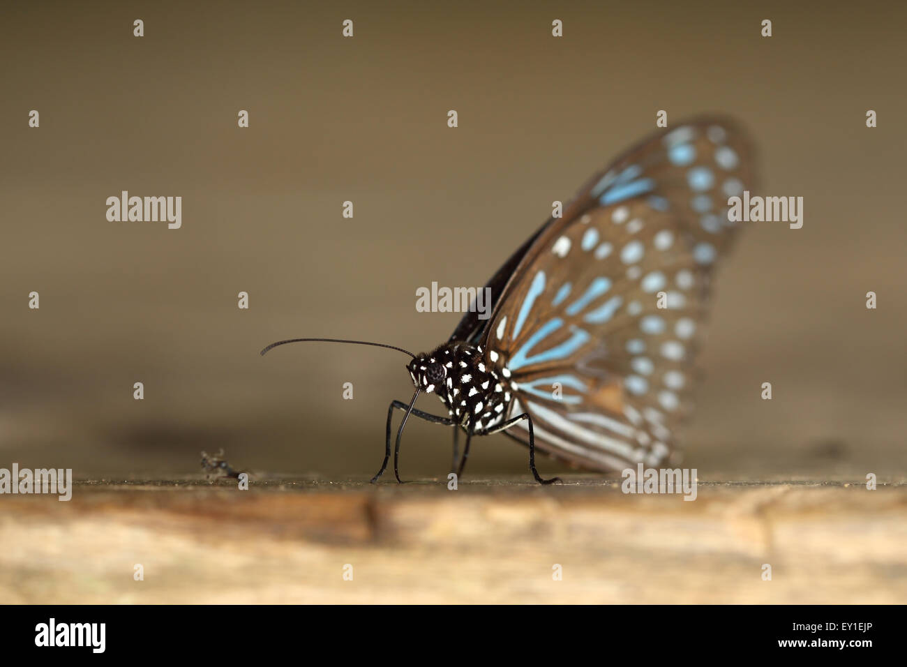 Dark Blue Tiger (Tirumala Septentrionis) auf Holz Stockfoto