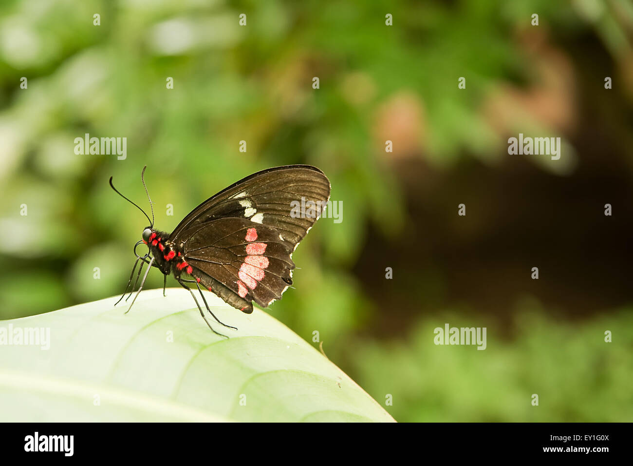 Tropischer Schmetterling: Parides Iphidamas mit schwarzen, roten und weißen Flügeln Stockfoto