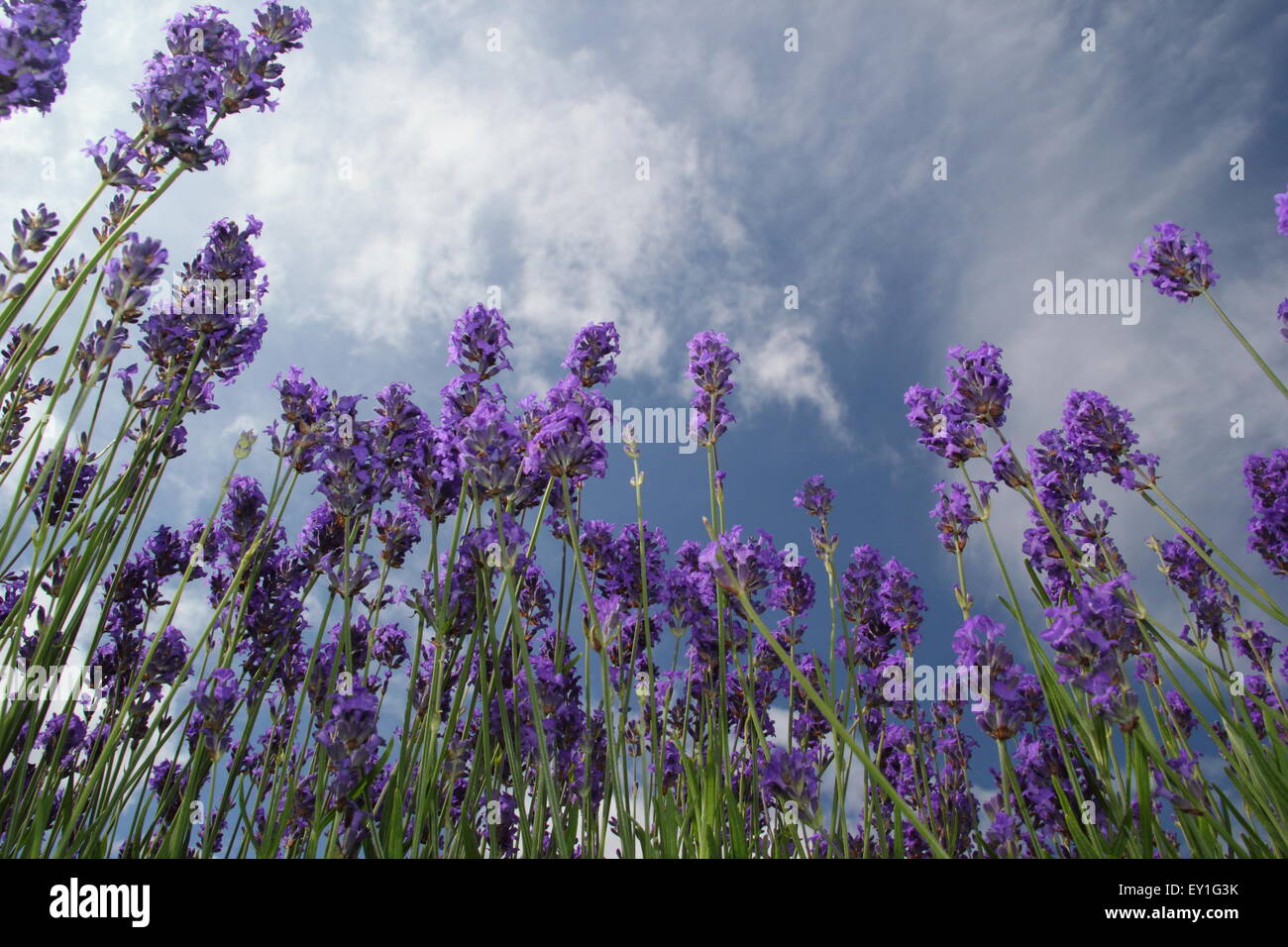 Englischer Lavendel wächst in einen Rahmen in einem Labyrinth im Sheffeld Manor Lodge, Yorkshire England UK Stockfoto