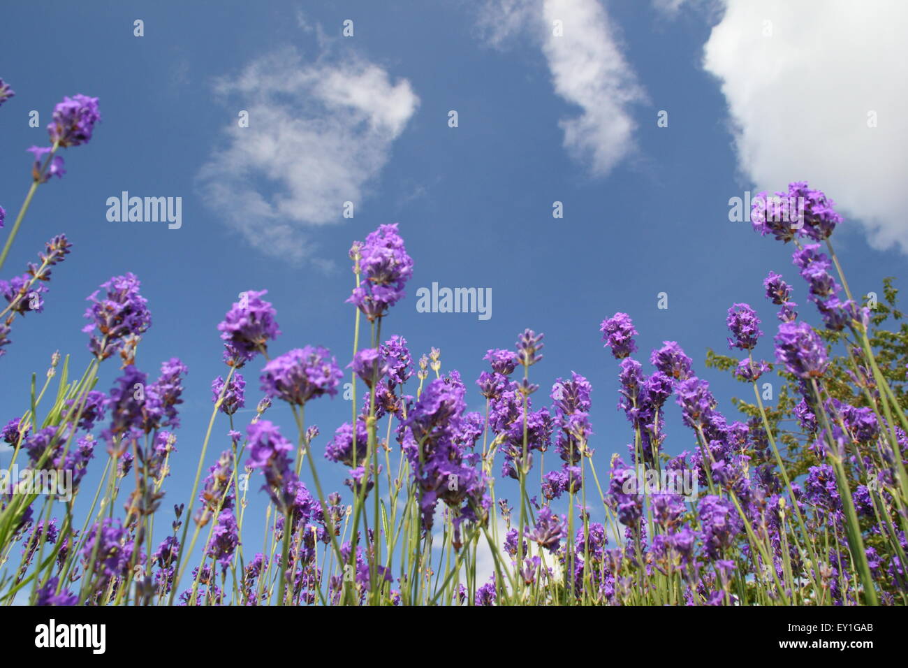 Englischer Lavendel (Lavendula Angustifolia) wächst in einen Rahmen in einem Garten in der Nähe von Sheffield Stadtzentrum, England UK Stockfoto