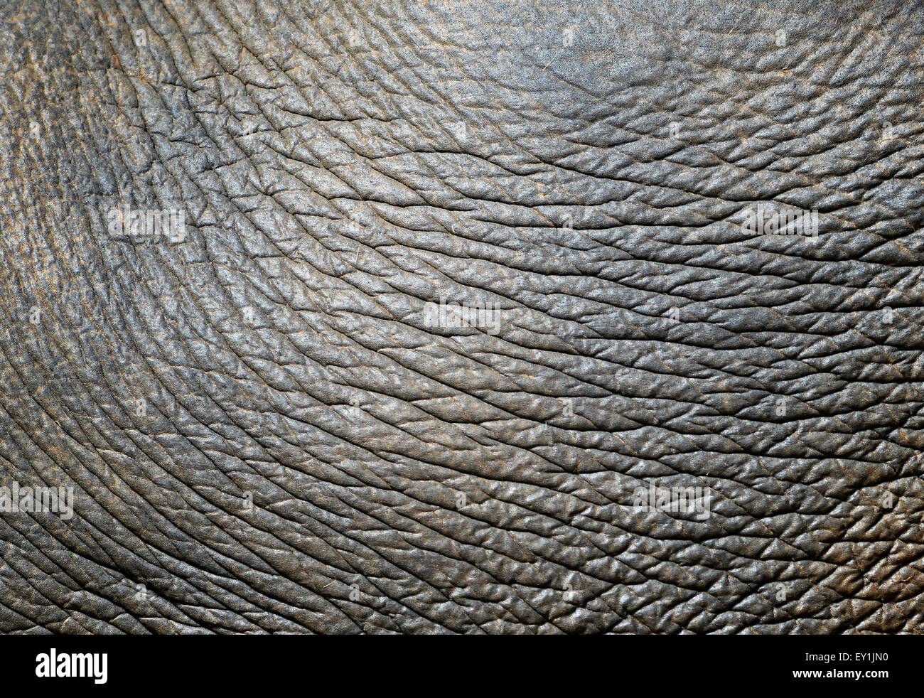 Hintergrund von einem Asien-Elefantenhaut strukturiert Stockfoto