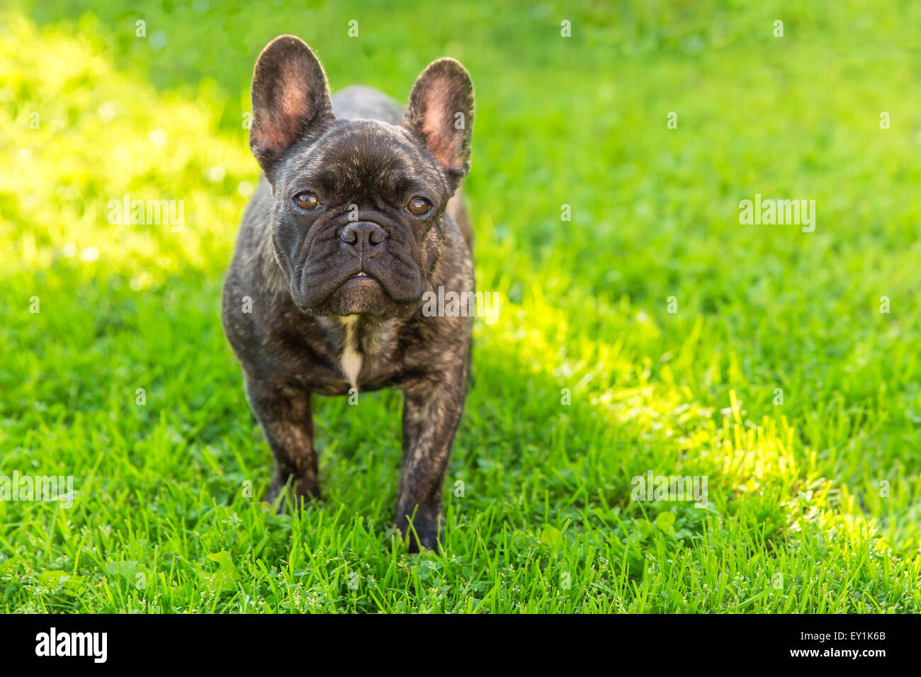 niedliche Haushund gestromte französische Bulldogge Rasse Stockfoto
