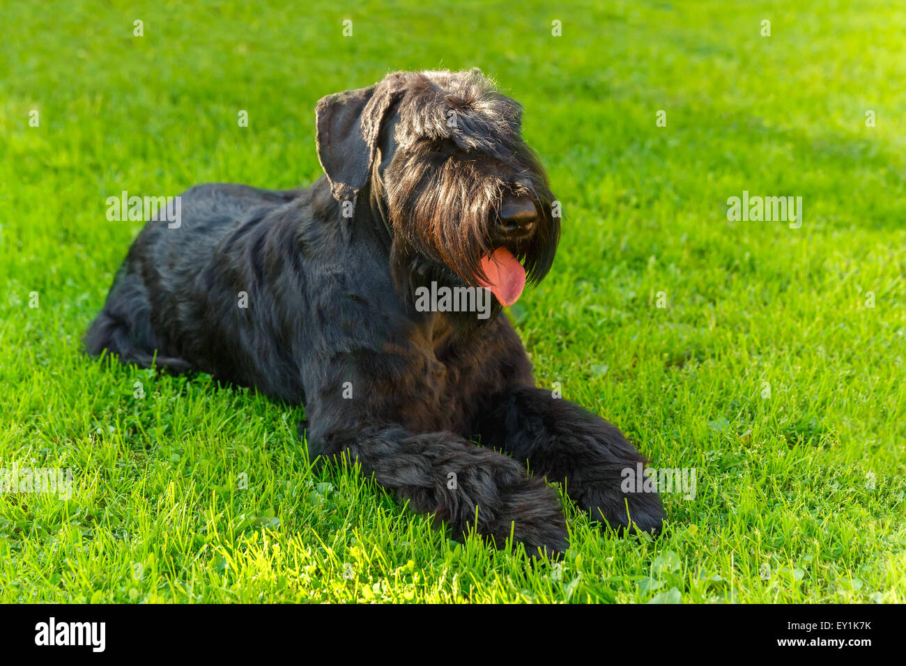 Inländische Hunderasse Riesenschnauzer schwarz Stockfoto