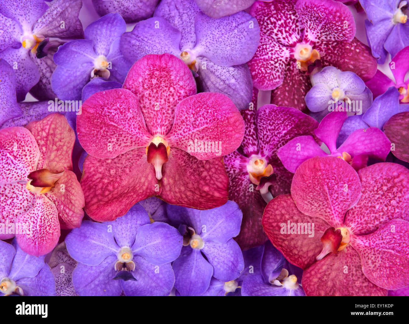 Gruppe von schönen blühenden Orchidee Stockfoto