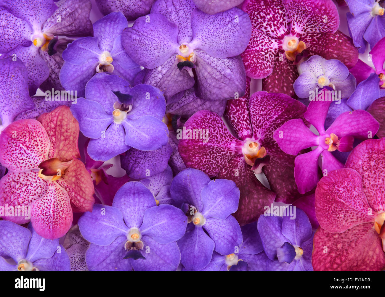 Gruppe von schönen blühenden Orchidee Stockfoto