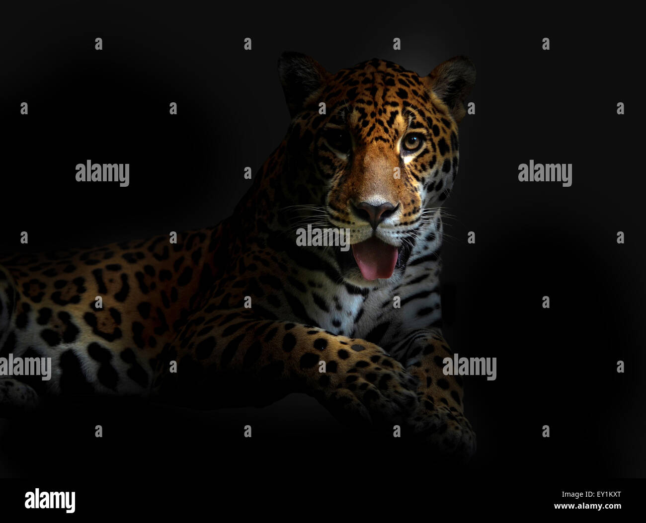 Leopard in der dunklen Nacht Stockfoto