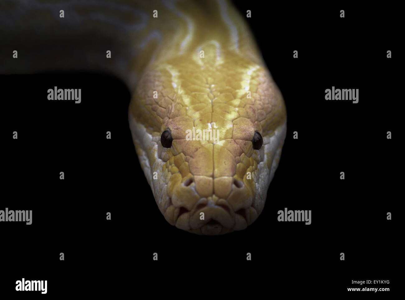 Albino Phyton Kopf in der dunklen Nacht Stockfoto